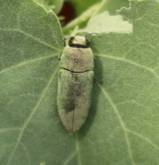 Agaeocera gentilis