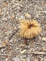 Platanus occidentalis