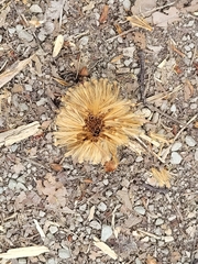 Platanus occidentalis