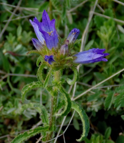 Bristly Bellflower