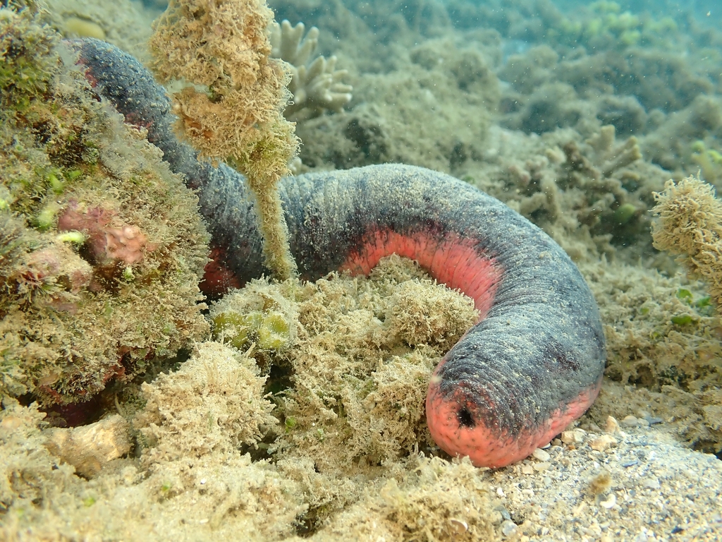 Photo of Pink sea cucumber (Holothuria edulis)