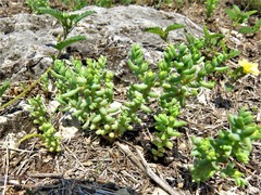 Sedum nuttallii
