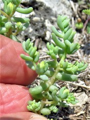 Sedum nuttallii