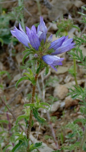 Bristly Bellflower