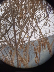 Euphonia laniirostris
