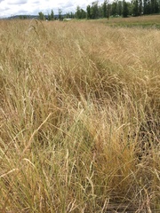 Deschampsia elongata