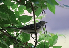 Mimus polyglottos