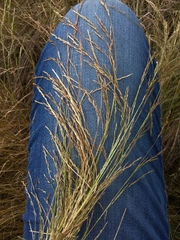 Deschampsia elongata