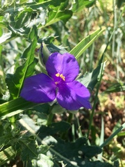 Tradescantia