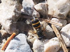 Meligramma cingulata