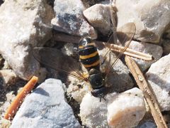 Meligramma cingulata