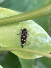 Hoshihananomia octopunctata