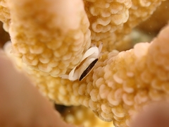 Tetralia nigrolineata