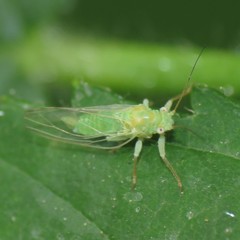 Psylla viridescens