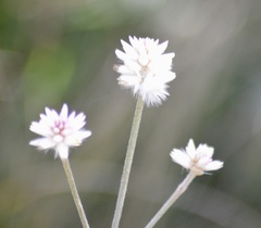 Pfaffia tuberosa