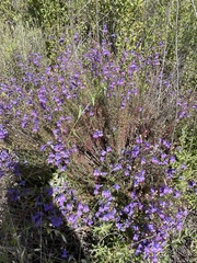 Penstemon heterophyllus australis