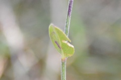 Pfaffia tuberosa