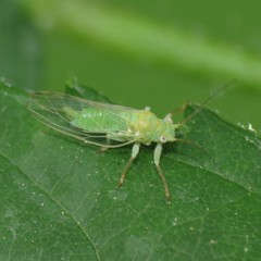 Psylla viridescens