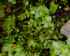 Cyrtomnium hymenophylloides