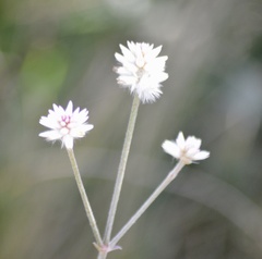 Pfaffia tuberosa