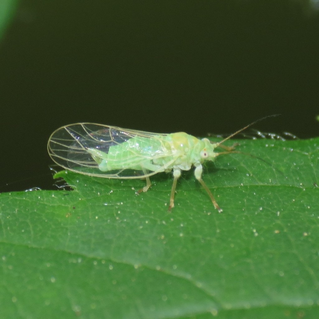 Psylla viridescens