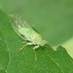Psylla viridescens