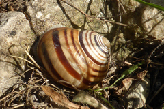 Helix ligata