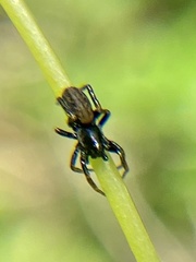 Allocosa funerea