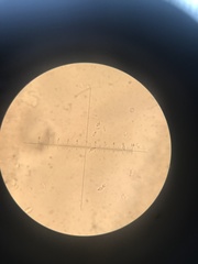 Marasmius sullivantii