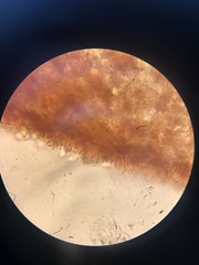 Marasmius sullivantii