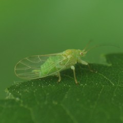 Psylla viridescens