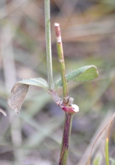 Pfaffia tuberosa