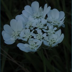 Orlaya grandiflora