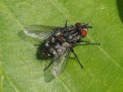 Winthemia quadripustulata