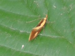 Harpella forficella