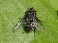 Winthemia quadripustulata