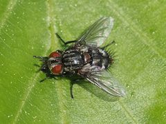 Winthemia quadripustulata
