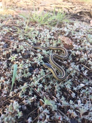 Thamnophis radix