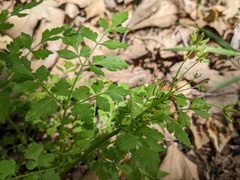 Osmorhiza brachypoda