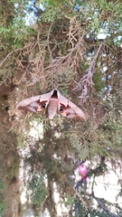 Smerinthus saliceti