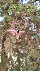 Smerinthus saliceti
