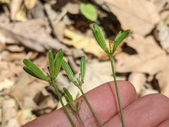 Osmorhiza brachypoda