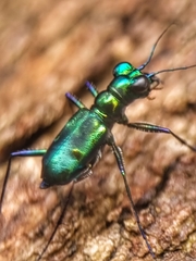 Cylindera versicolor