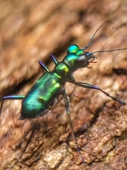 Cylindera versicolor