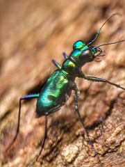 Cylindera versicolor