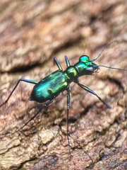 Cylindera versicolor