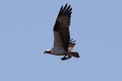 Pandion haliaetus
