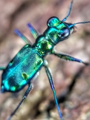 Cylindera versicolor