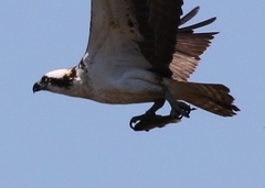 Pandion haliaetus