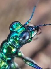 Cylindera versicolor